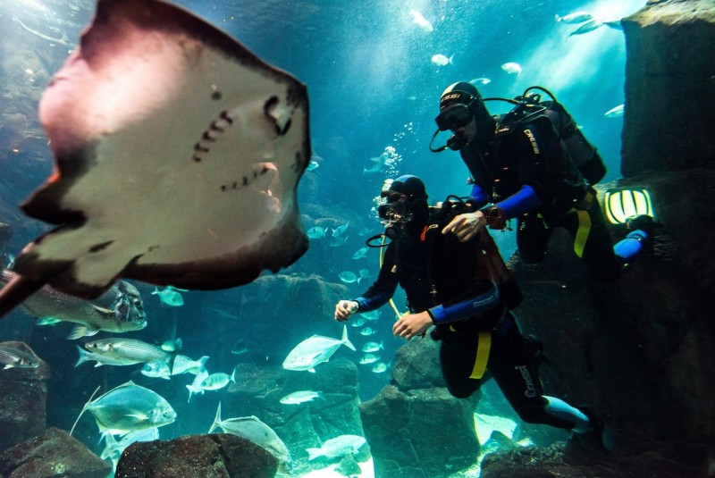 Diving in Madeira Aquarium