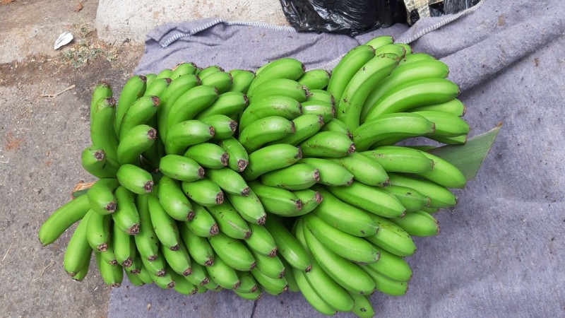 Serviço Privado Meio dia A Excursão da Banana